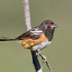 Spotted Towhee